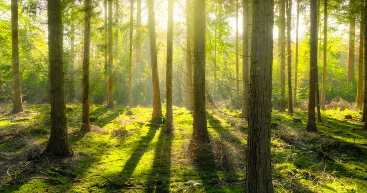 In the Search for Yield, Don’t Miss the Forest for the Trees In the Search for Yield, Don’t Miss the Forest for the Trees